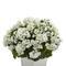 27" White UV Resistant Geranium Arrangement in White Planter